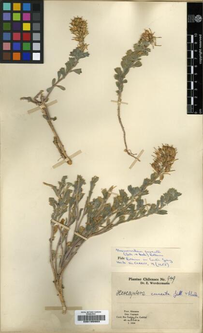Menonvillea cuneata [Espécimen: ]
