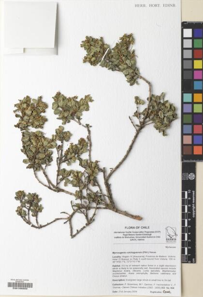 Myrceugenia colchaguensis [Espécimen: ]