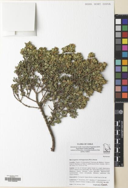 Myrceugenia colchaguensis [Espécimen: ]
