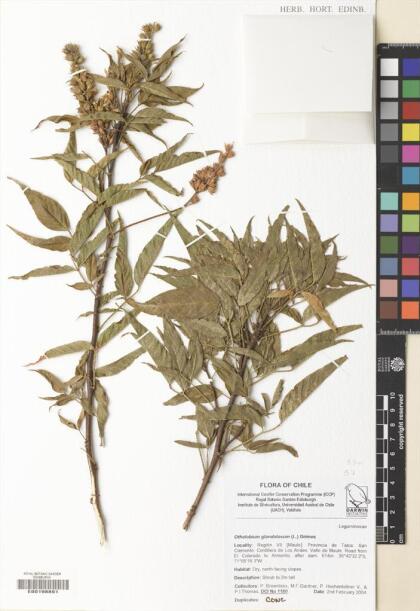 Otholobium glandulosum [Espécimen: ]