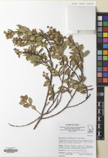 Myrceugenia correifolia [Espécimen: ]