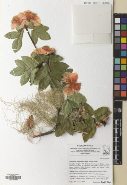 Eucryphia glutinosa [Espécimen: ]