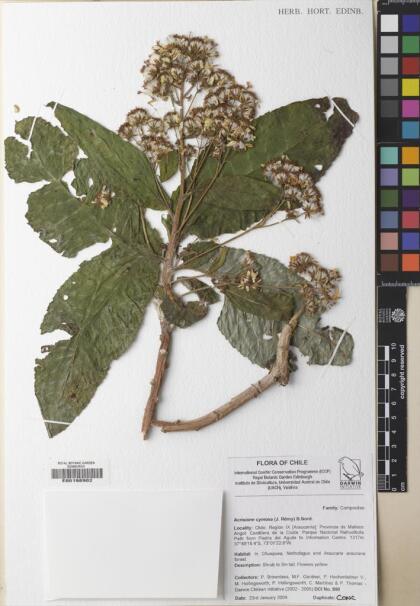 Acrisione cymosa [Espécimen: ]
