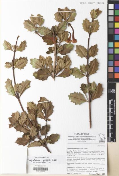 Desfontainia fulgens [Espécimen: ]