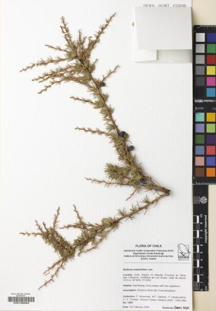 Berberis empetrifolia [Espécimen: ]