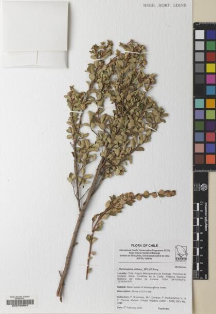 Myrceugenia obtusa [Espécimen: ]