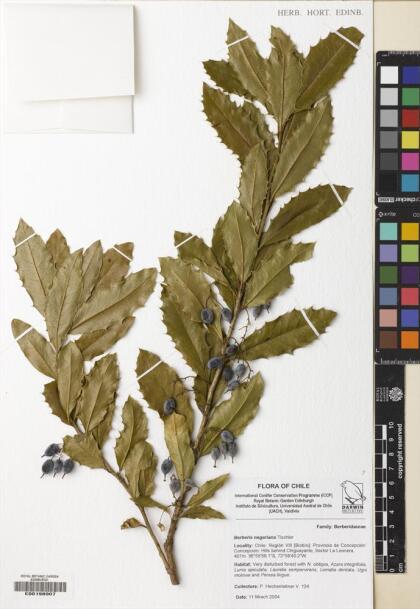 Berberis negeriana [Espécimen: ]