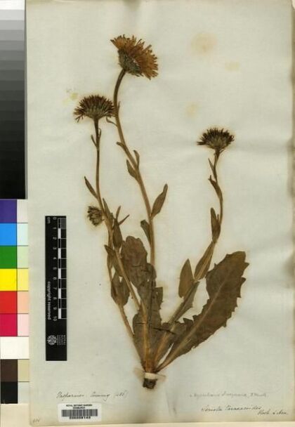 Hypochaeris scorzonerae [Espécimen: ]