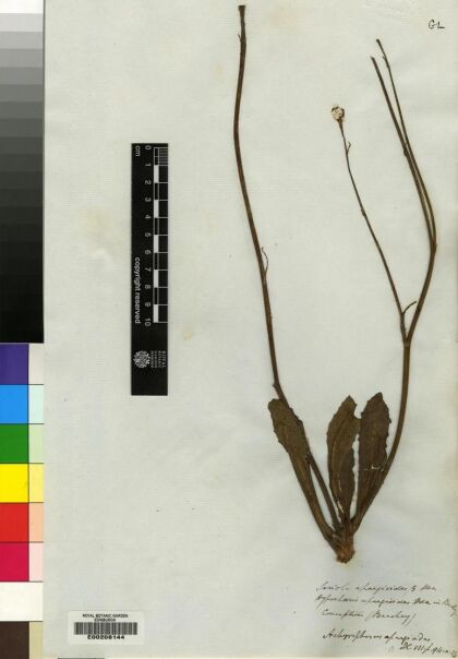 Hypochaeris apargioides [Espécimen: ]