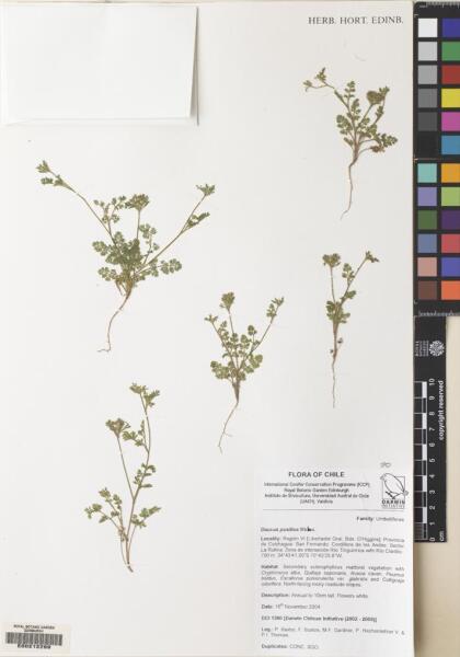 Daucus pusillus [Espécimen: ]