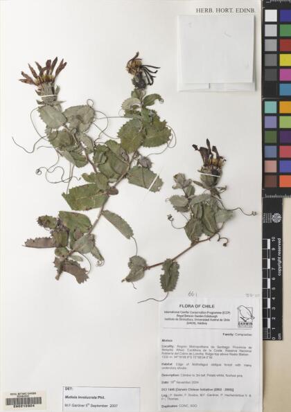 Mutisia involucrata [Espécimen: ]