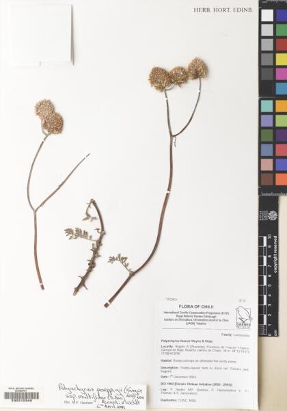 Polyachyrus poeppigii [Espécimen: ]