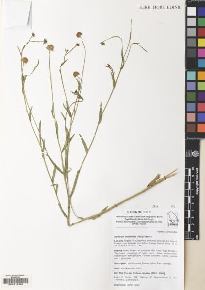Helenium urmenetae [Espécimen: ]
