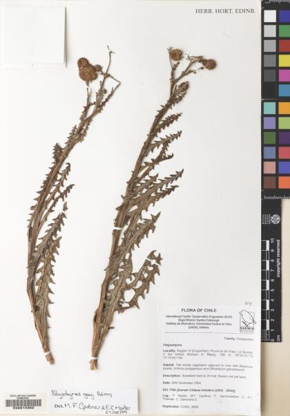 Polyachyrus gayi [Espécimen: ]