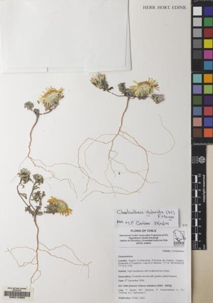 Chaetanthera glabrata [Espécimen: ]