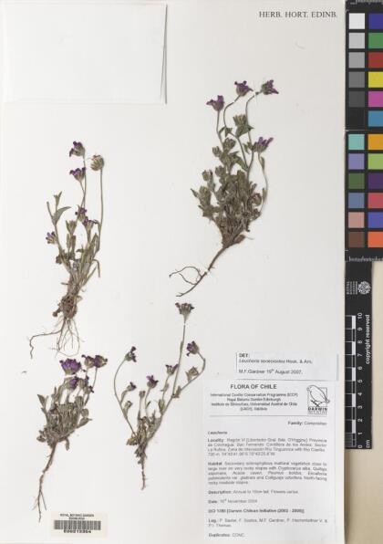 Leucheria senecioides [Espécimen: ]