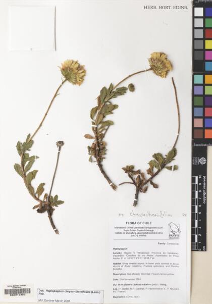Haplopappus chrysanthemifolius [Espécimen: ]