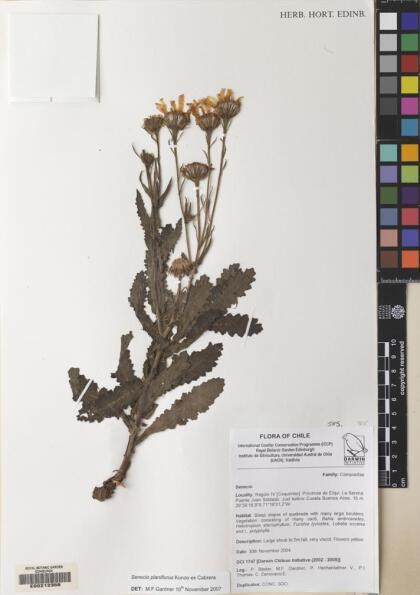 Senecio planiflorus [Espécimen: ]