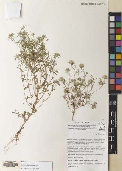Chaetanthera moenchioides [Espécimen: ]