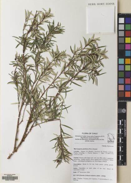 Myrceugenia pinifolia [Espécimen: ]