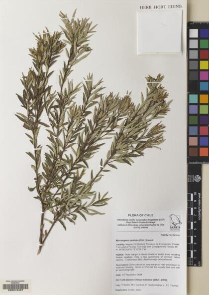 Myrceugenia pinifolia [Espécimen: ]
