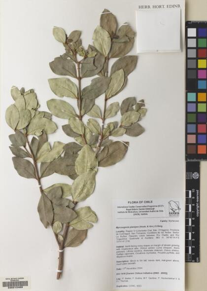 Myrceugenia planipes [Espécimen: ]