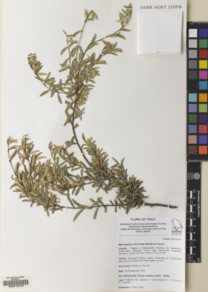 Myrceugenia rufa [Espécimen: ]