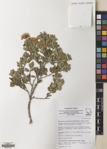 Myrcianthes coquimbensis [Espécimen: ]