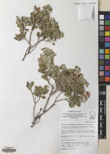 Myrcianthes coquimbensis [Espécimen: ]