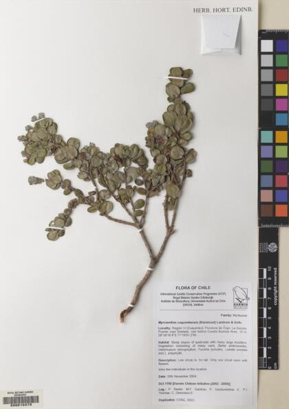 Myrcianthes coquimbensis [Espécimen: ]