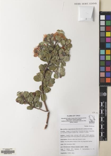 Myrcianthes coquimbensis [Espécimen: ]