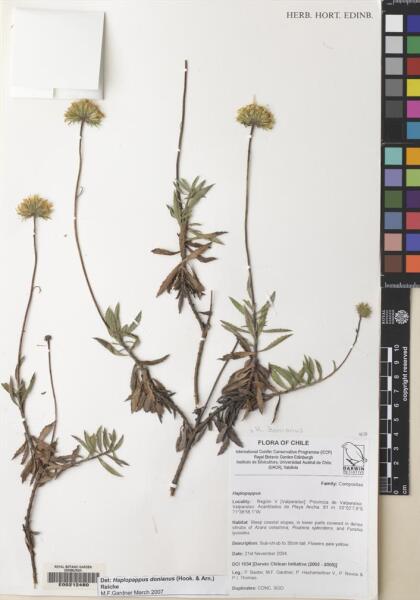 Haplopappus donianus [Espécimen: ]
