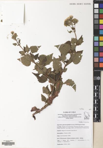 Ageratina glechonophylla [Espécimen: ]