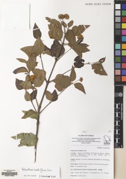 Podanthus ovatifolius [Espécimen: ]