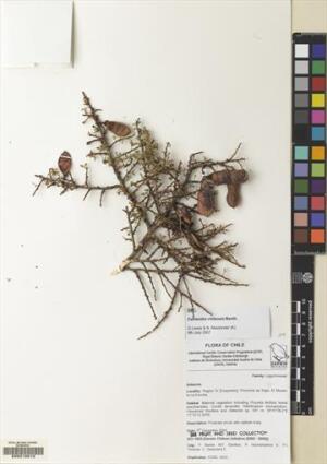 Calliandra chilensis [Espécimen: ]