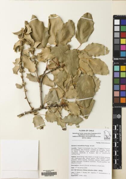 Berberis rotundifolia [Espécimen: ]