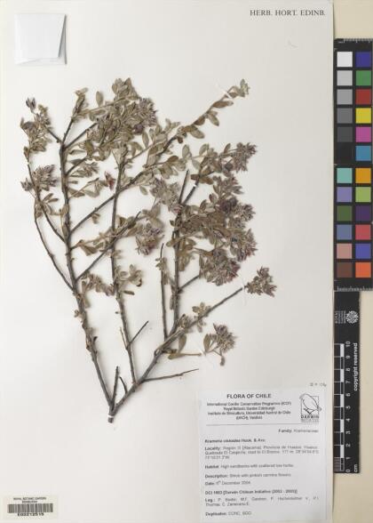 Krameria cistoidea [Espécimen: ]