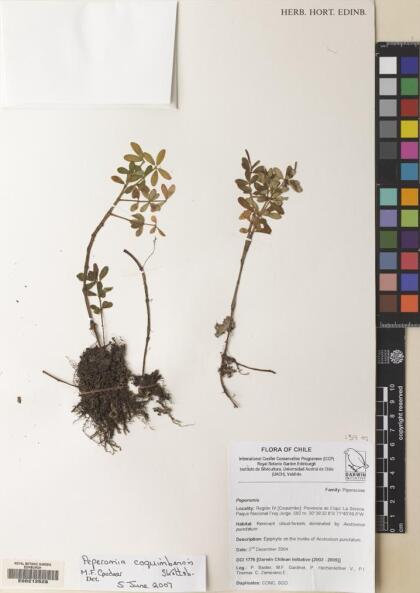Peperomia coquimbensis [Espécimen: ]