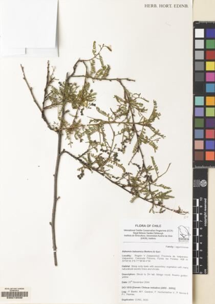 Adesmia balsamica [Espécimen: ]