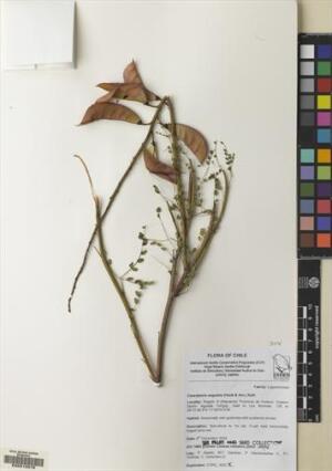 Erythrostemon angulatus [Espécimen: ]