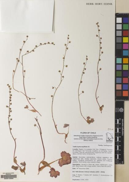 Tetilla hydrocotylifolia [Espécimen: ]