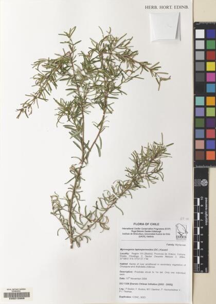 Myrceugenia leptospermoides [Espécimen: ]