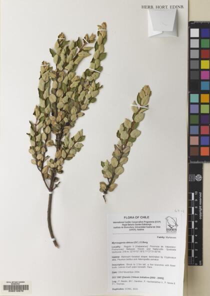 Myrceugenia obtusa [Espécimen: ]