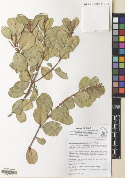 Myrceugenia correifolia [Espécimen: ]
