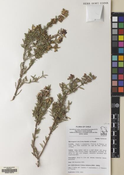 Myrceugenia rufa [Espécimen: ]