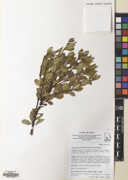 Myrceugenia correifolia [Espécimen: ]