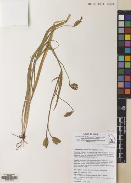 Solenomelus pedunculatus [Espécimen: ]
