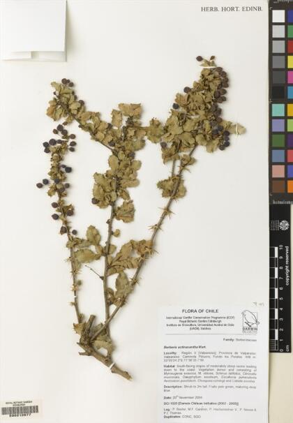 Berberis actinacantha [Espécimen: ]