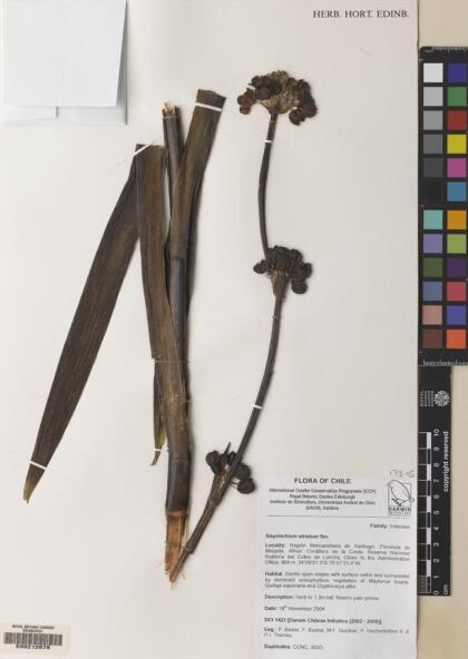 Sisyrinchium striatum [Espécimen: ]