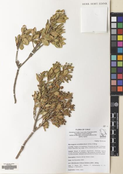 Myrceugenia correifolia [Espécimen: ]